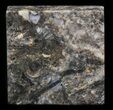 Rhynie Chert - Early Devonian Vascular Plant Fossils #40242-1